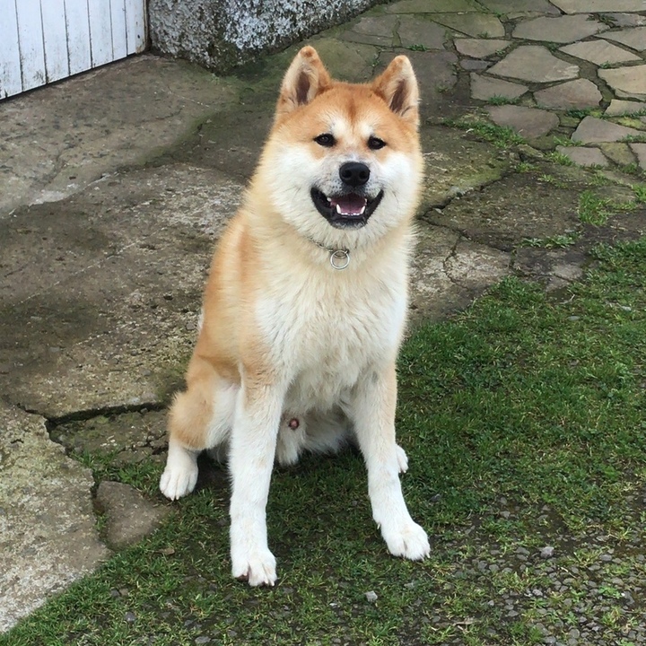 Akita Inu