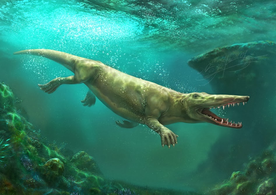 Ambulocetus