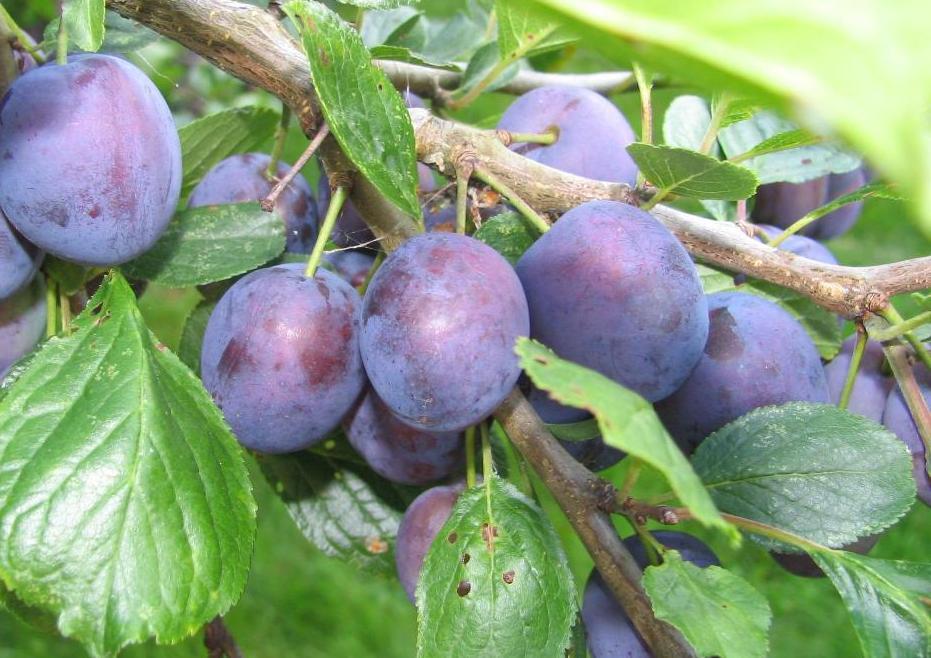 Ameixa Irati: Benefícios, Calorias, Árvore, Características e Fotos