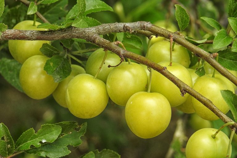 Tipos de Ameixas e Variedades com Nomes e Fotos | Mundo Ecologia