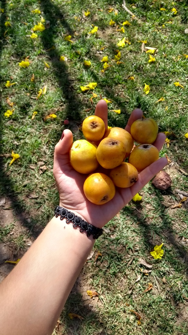 Ameixas Amarelas nas Mãos de uma Pessoa