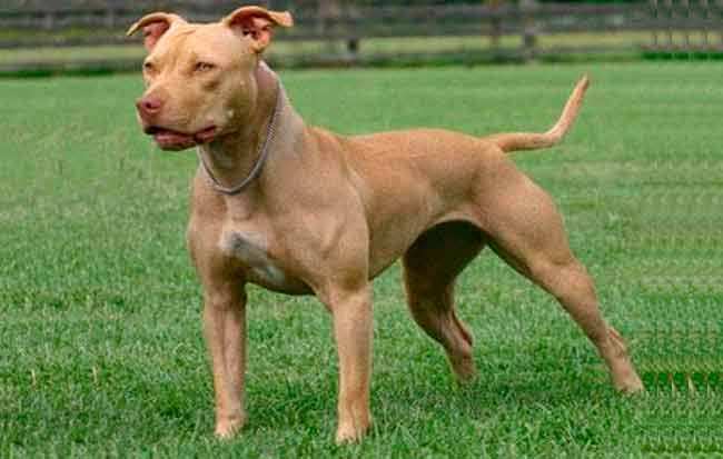 American Pit Bull Terrier