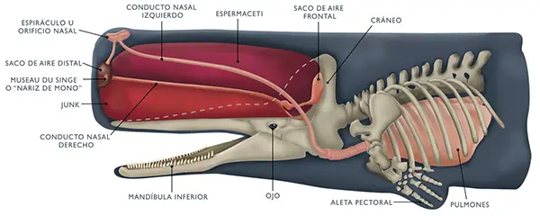 Anatomia da Baleia Cachalote