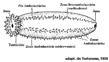 Anatomia do Pepino do Mar