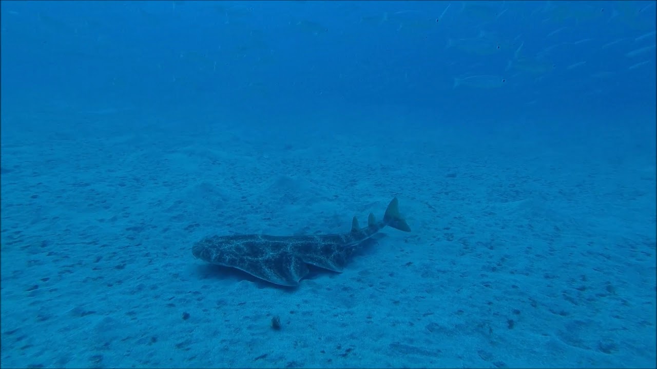 Angelshark Atlântico