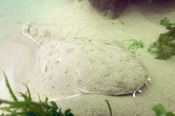 Angelshark Pacífico