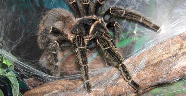 Aranha Caranguejeira é Venenosa? Sua Picada é Dolorida? | Mundo Ecologia