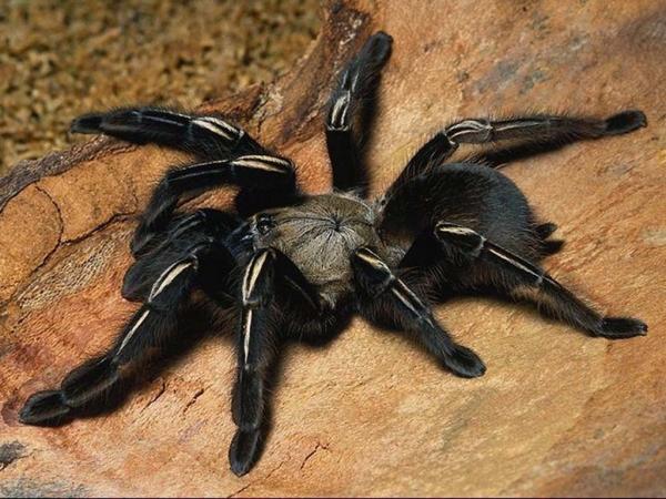 Aranha Caranguejeira é Venenosa? Sua Picada é Dolorida? | Mundo Ecologia