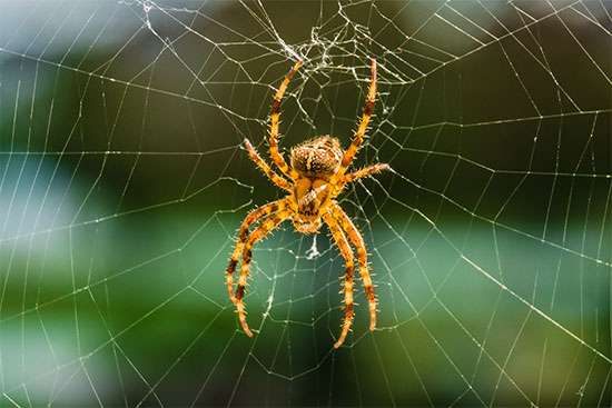 Aranha Fotografada na Teia