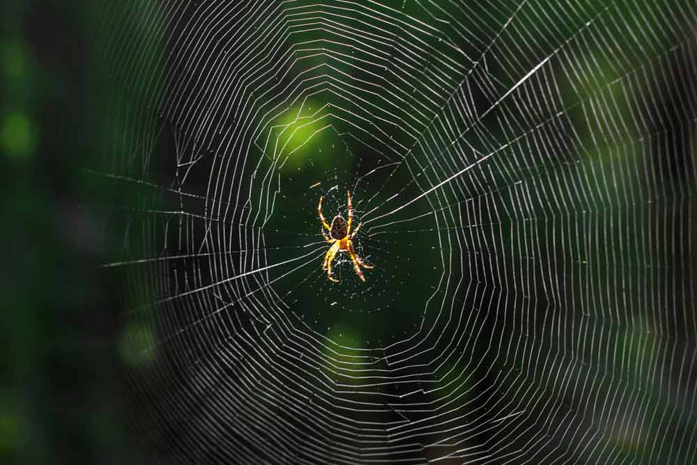 Aranha no Centro Teia 