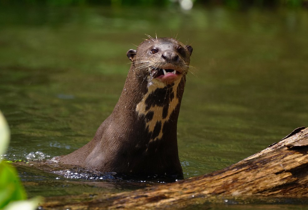 Ariranha: Curiosidades E Fatos Interessantes Sobre Esse Animal