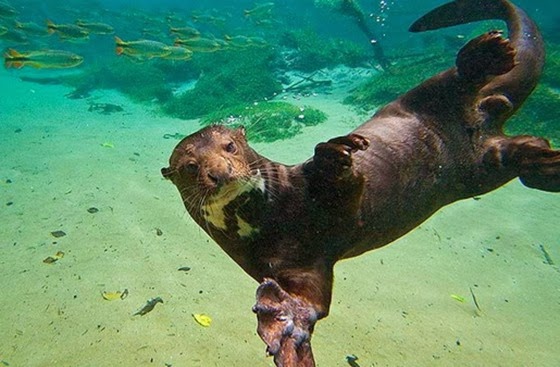 Ariranha Fotografada em Baixo da Água