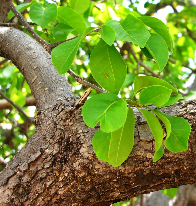 Pé de Pera Tem Espinho? Qual o Nome do Pé de Pera? Mundo Ecologia Pé de Pera Tem Espinho? Qual o Nome do Pé de Pera? Mundo Ecologia