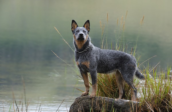 Australian Catle Dog