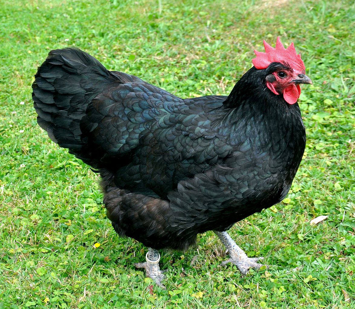 Australorp