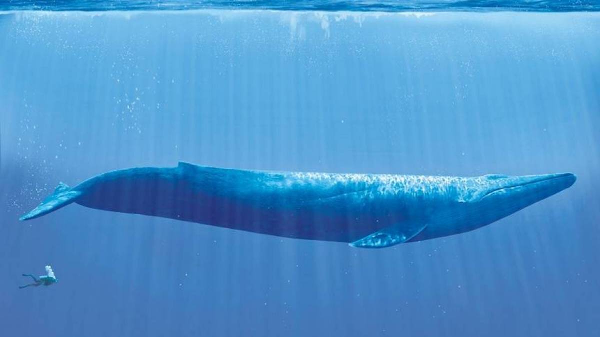 Baleia Azul Em Baixo do Mar