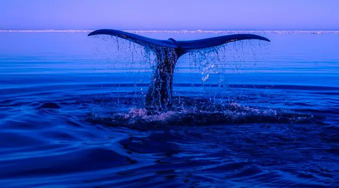 Baleia Azul Flagrada Batendo a Cauda na Água