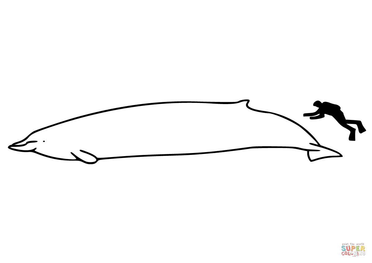 Baleia Bicuda Baird