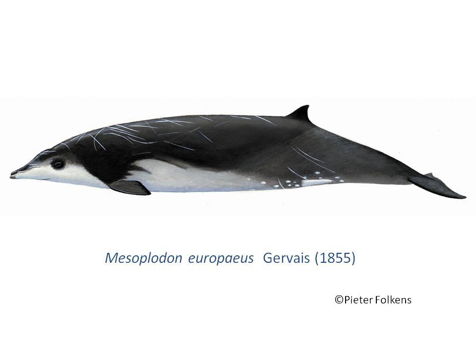 Baleia-Bicuda-De-Gervais