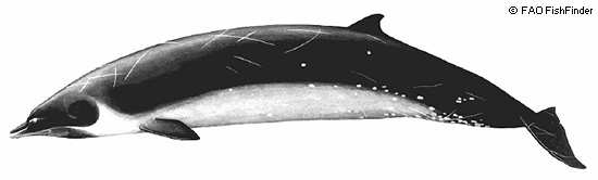 Baleia-Bicuda-De-Ginkgo