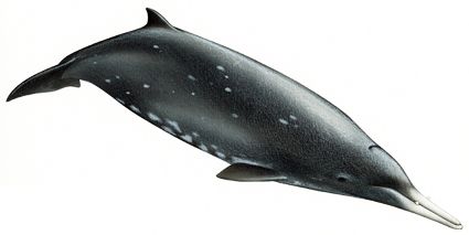 Baleia-Bicuda-De-Gray 