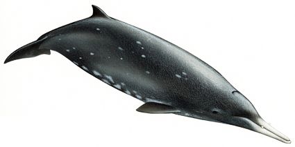 Baleia-Bicuda-De-Gray