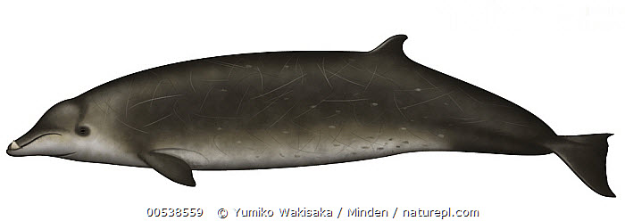 Baleia Bicuda De Perrin 