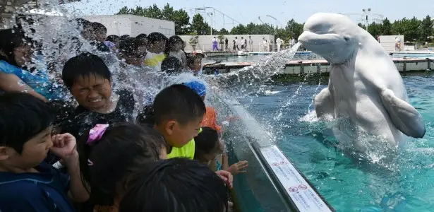 Baleia Branca Brincando Com Crianças em Um Parque Aquático