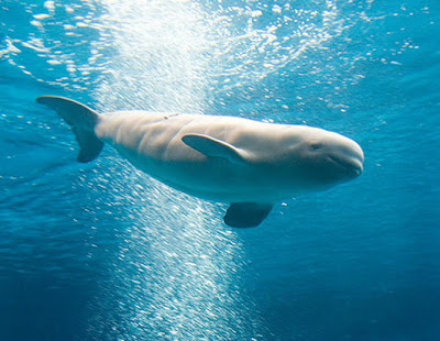 Baleia Branca no Fundo do Mar 