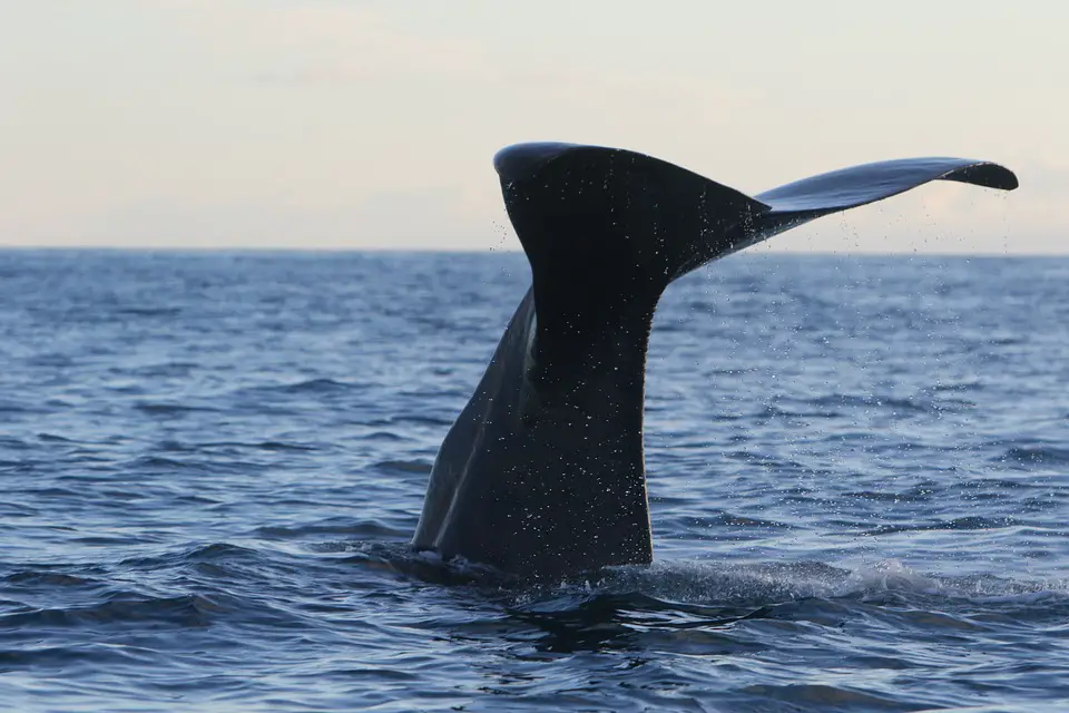 Baleia Cachalote Mergulho