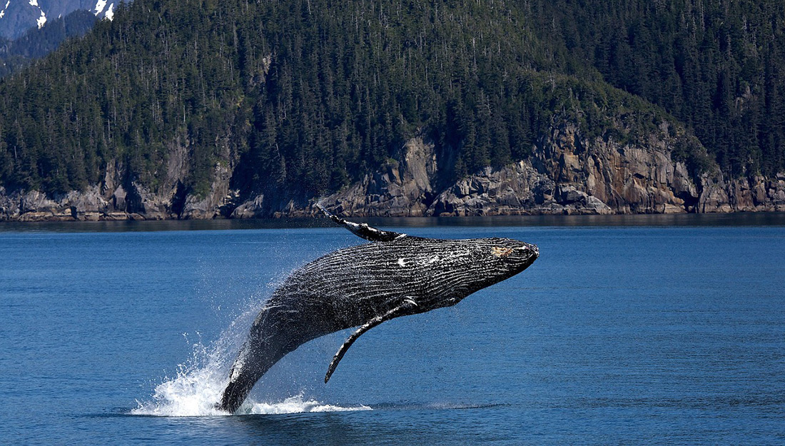 Baleia Cinzenta Saltando na Água