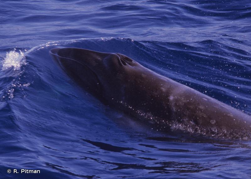 Baleia Franca Pigmeia Fotografada Com Parte do Corpo Fora da Água