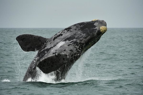 Baleia Franca do Atlântico Norte Saltando na Água