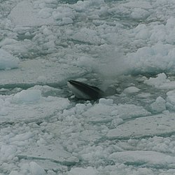 Baleia Minke Antártica