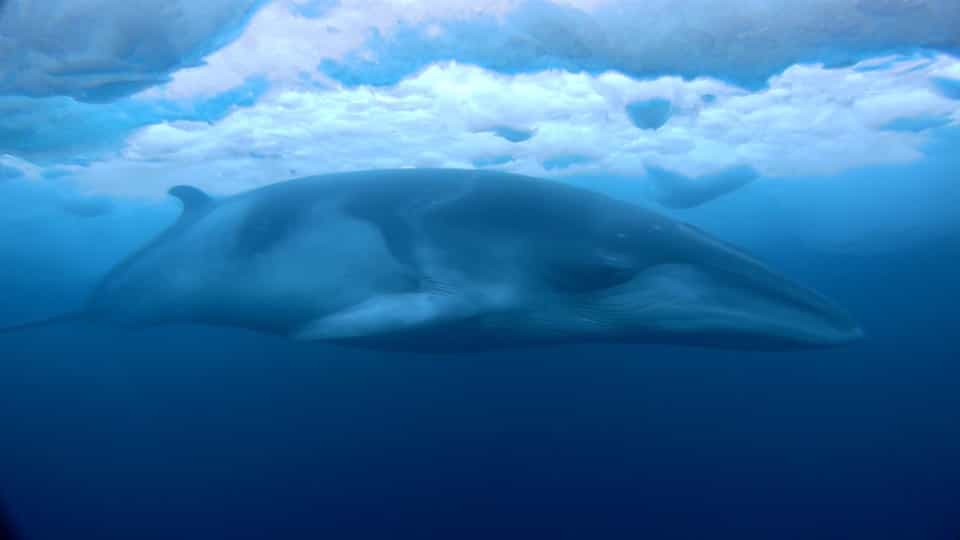 Baleia Minke Dentro do Mar na Antártica 