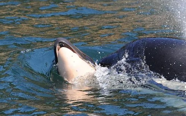 Baleia Orca Subindo a Superfície Para Respirar