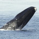 Baleia da Groenlândia Com a Cabeça Pra Fora da Água