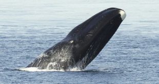 Baleia da Groenlândia Com a Cabeça Pra Fora da Água