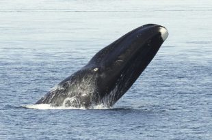Baleia da Groenlândia Com a Cabeça Pra Fora da Água