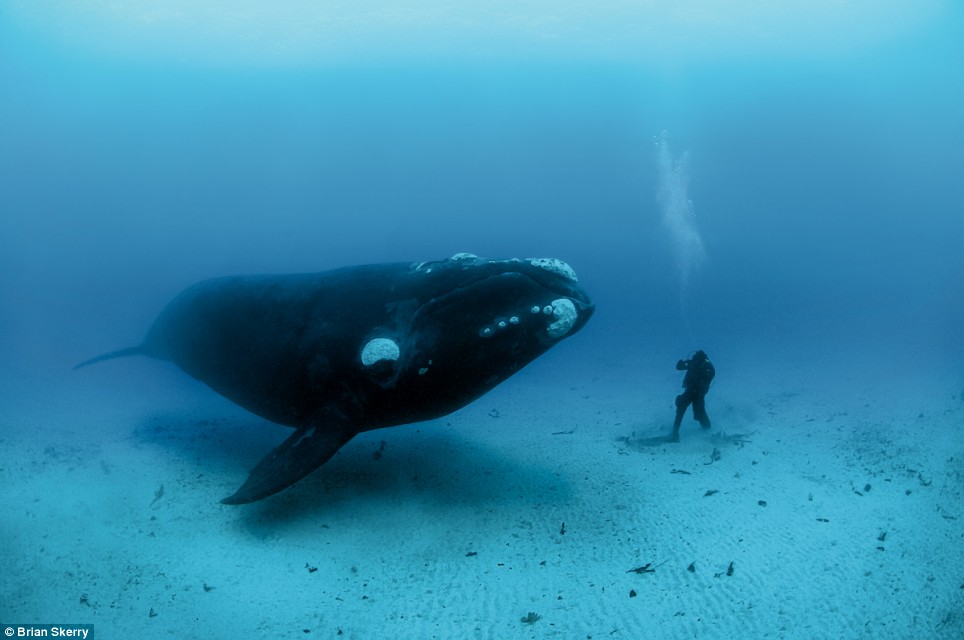Baleia da Groenlândia Próxima a um Mergulhador 