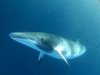 Baleia de Minke: Características, Peso, Tamanho, Habitat e Fotos