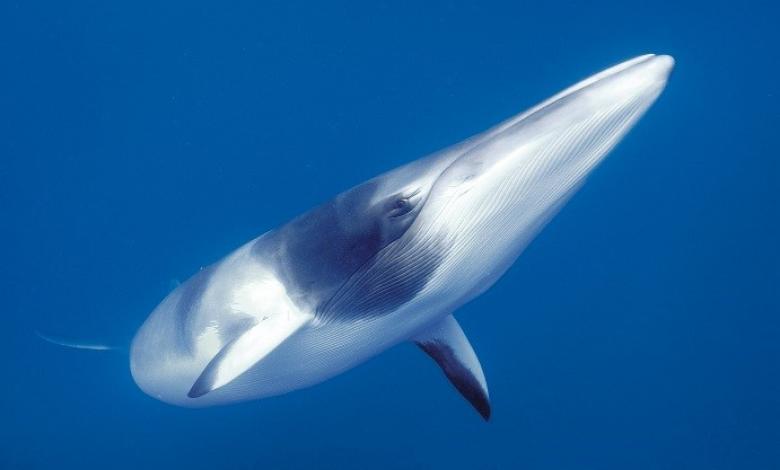 Baleias Minke Do Norte