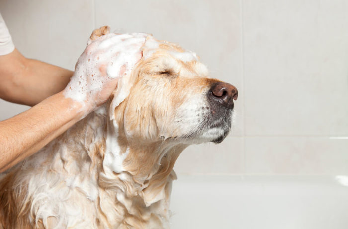 Banho no Cachorro Com Sabonete de Enxofre 
