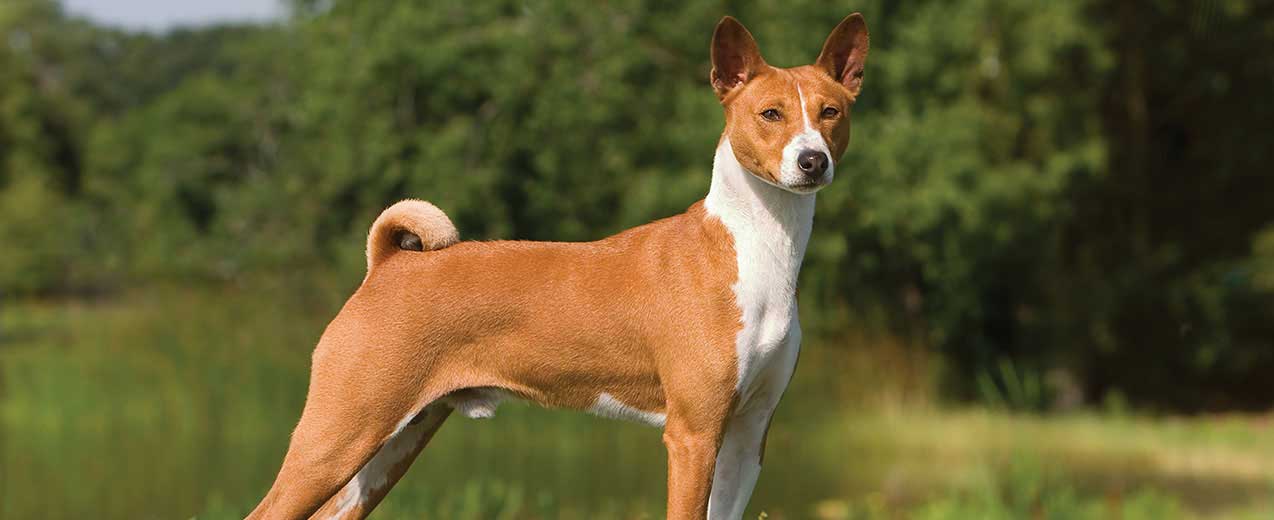 Basenji