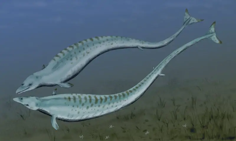 Basilosauridae