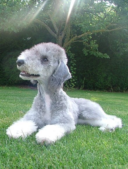 Bedlington Terrier