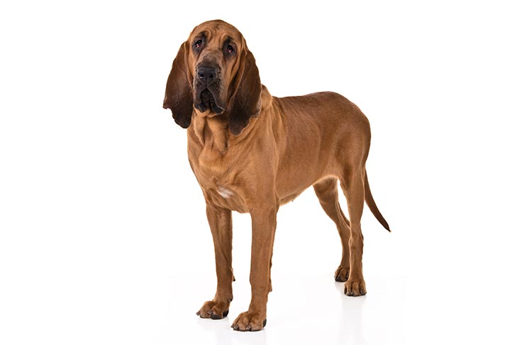 Bloodhound