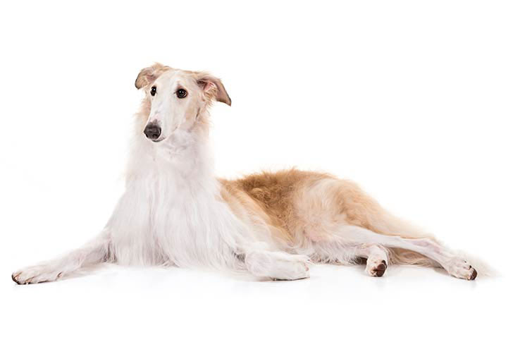 Borzoi