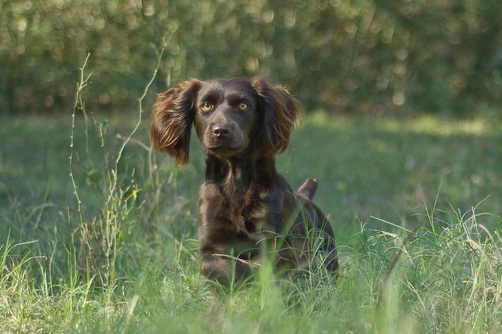 Boykin Spaniel