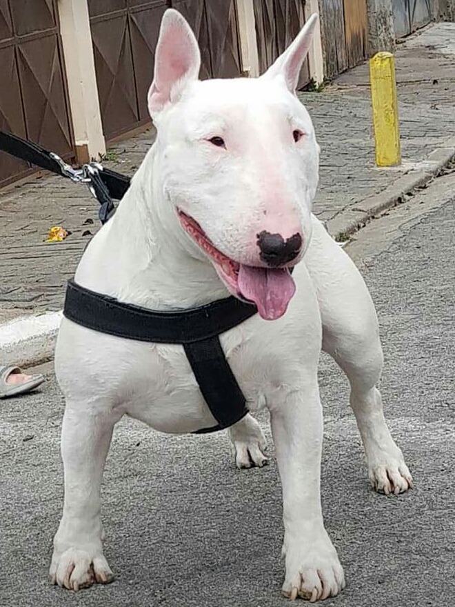 Bull Terrier